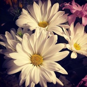 Meet your Posher, Allison